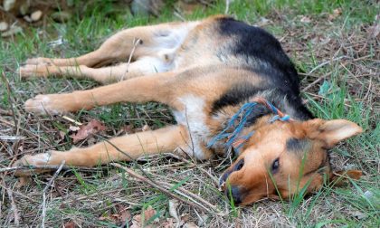Cane ucciso: taglia di 5mila euro sui responsabili