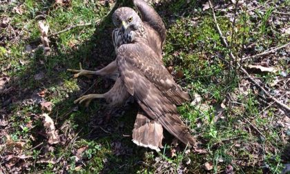 Falco ferito al parco di Galliate