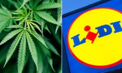 Cannabis al supermercato: Lidl la propone in Svizzera
