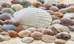 Razzia sulle spiagge in Sardegna: turisti fermati con un chilo di conchiglie