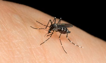 West Nile virus e zanzare, in Piemonte situazione in miglioramento