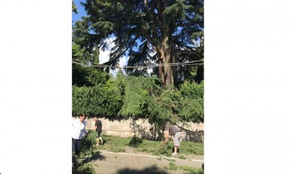 Ramo cade in strada a Meina: Statale sgomberata dal personale dell'Antico Verbano