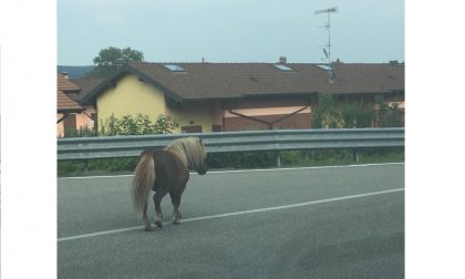 Pony a spasso per Dormelletto | Le FOTO
