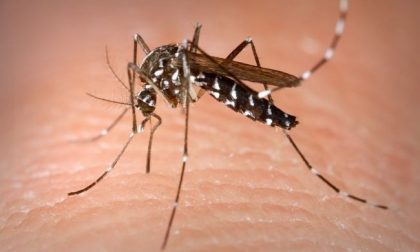 Zanzare e malaria ci proteggono dal Covid