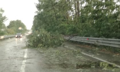 Continua la allerta meteo sul Novarese: alberi caduti e strade bloccate