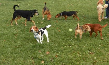 Proprietari di cani: incontri di formazione