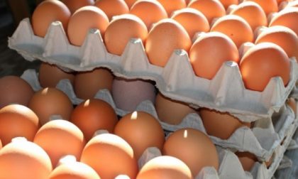 Allarme salmonella nelle uova un nuovo ritiro dal Ministero