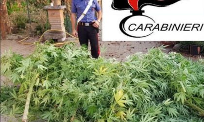 Piantagione di cannabis scoperta in giardino a Vespolate