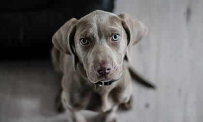 Oggi alla Coop colletta alimentare per cani e gatti abbandonati