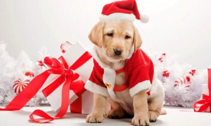 Truffe dei “cani di Natale” in Piemonte, Veneto e Molise