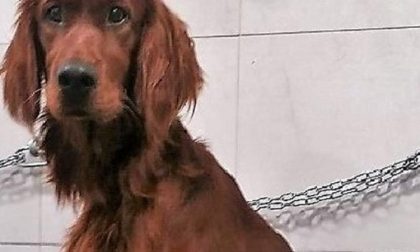Cane sparito: ricompensa record di 5mila euro a chi lo trova