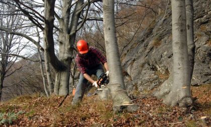 Concorso Regione Piemonte: 20 operai forestali a tempo indeterminato