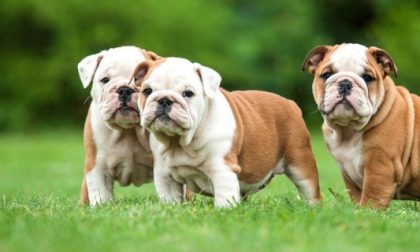 Bulldog day: una giornata dedicata a una razza canina e per sostenere l'Enpa
