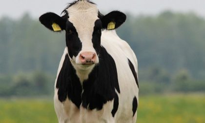 Colpito dalla cornata di una mucca: 54enne in prognosi riservata