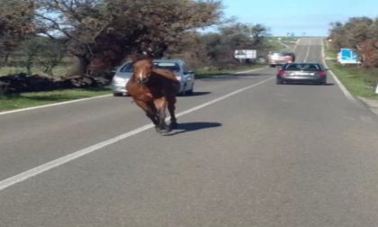 Due cavalli liberi in autostrada