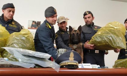 Arrestato imprenditore e sequestrati 8 kg di marijuana