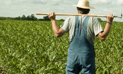 Nuovo bando da 2,7 milioni per gli agricoltori piemontesi: ecco come candidarsi