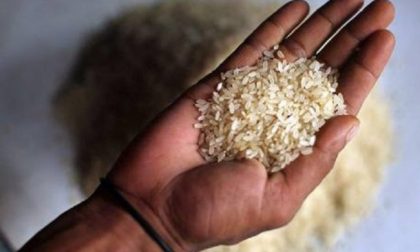 Coldiretti sul riso: "Inaccettabile la continua diminuzione del prezzo alla tonnellata"