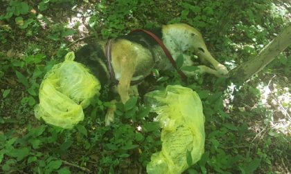 Tragico ritrovamento: cane morto chiuso in un sacchetto nel varesotto