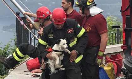 Cane nel dirupo salvato dai Vigili del fuoco