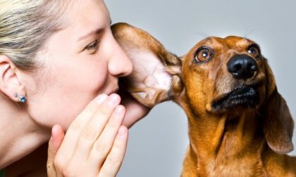 Adozioni consapevoli e prevenzione dell'abbandono dei cani: gli incontri a Novara
