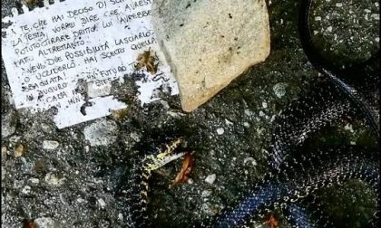 Una lettera curiosa per il "killer" del serpente trovato morto a Lesa