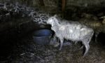 Tutela degli animali: sequestrate 12 pecore maltrattate