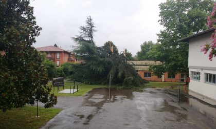 Arona: fulmine squarcia albero delle scuole di via Piave