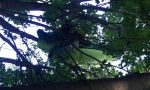 Cade col parapendio e rimane appeso a un albero, salvato dal Soccorso Alpino | VIDEO