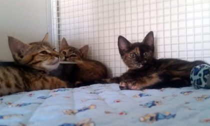 Novara gattile distrutto a martellate: spariti i mici ospitati