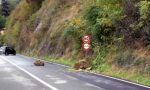 Frana sulla Statale 34 del Lago Maggiore: strada chiusa e percorsi consigliati