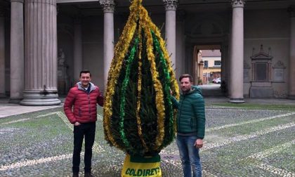 Dai giovani di Coldiretti l'albero di Natale per il Duomo di Novara