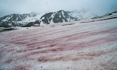 “Neve anguria” in Valle Orco: le immagini del fenomeno