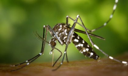 Lotta alle zanzare: Regione Piemonte stanzia 7 milioni e mezzo di euro
