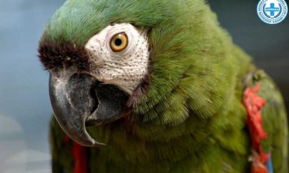 Anpana Novara recupera un pappagallo ara mimetizzato tra le foglie