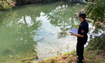 Novara strage di pesci nel Terdoppio: segnalata persona per inquinamento ambientale