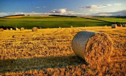 Coldiretti: con il piano dell'Ue sbloccati 30 milioni di chili di grano per l'Italia