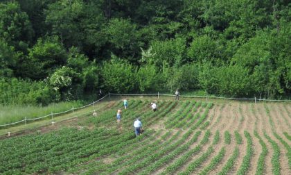 Puzza a Sizzano: stop ai fertilizzanti vicino alle abitazioni