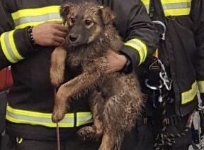 Cucciolo cade in un dirupo: vigili del fuoco si calano per 20 metri e lo salvano