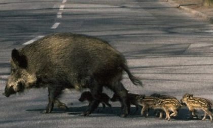 Cacciatore spara dalla strada ad una famiglia di cinghiali: video virale