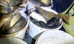 Denunciati a Trecate: trasportavano 300 chili di pesci catturati illegalmente