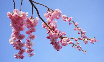 Assaggio di primavera in Piemonte, temperature in risalita fino a 20 gradi