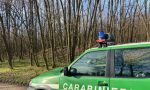 Ex Bemberg: sequestrate dai Carabinieri Forestale più di 100 tonnellate di legna tagliate illecitamente