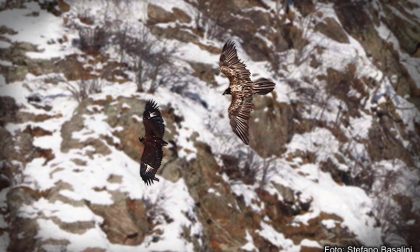 A Premosello osservato il più grande avvoltoio d'Europa dai carabinieri forestali della Val Grande