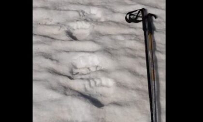 Orso in Valgrande: le impronte fotografate dai carabinieri