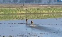 Teneri caprioli in risaia: il video dell’avvistamento