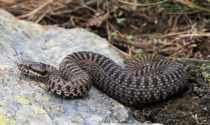 Cane morso da una vipera, interviene l’elicottero Drago e lo salva