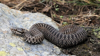 Cane morso da una vipera, interviene l’elicottero Drago e lo salva