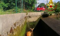 Capriolo caduto nel canale Mora: i pompieri fanno deviare l'acqua per salvarlo