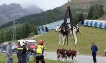 Decine di mucche precipitano in un dirupo: il video del recupero